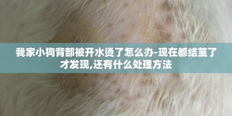 我家小狗背部被开水烫了怎么办-现在都结茧了才发现,还有什么处理方法