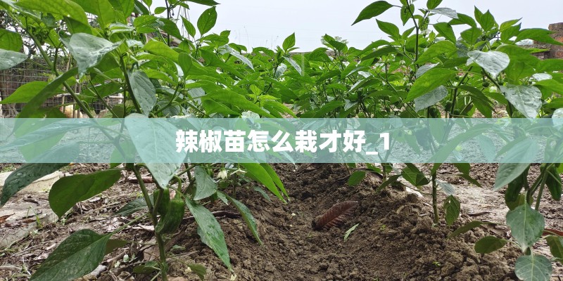 辣椒苗怎么栽才好_1