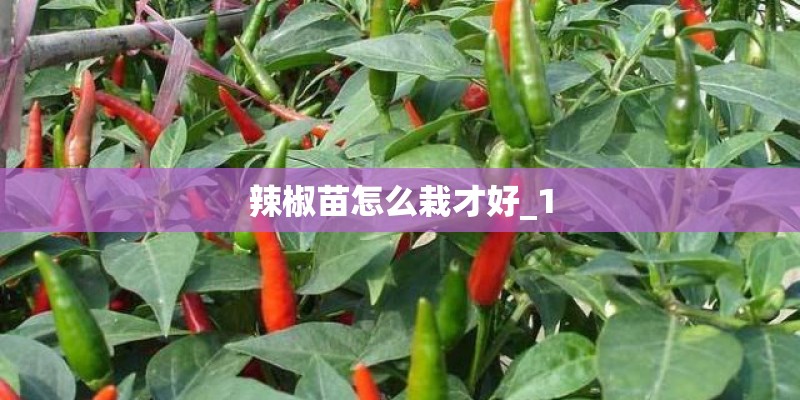 辣椒苗怎么栽才好_1