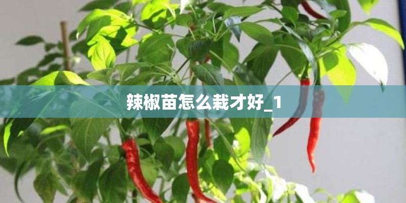 辣椒苗怎么栽才好_1