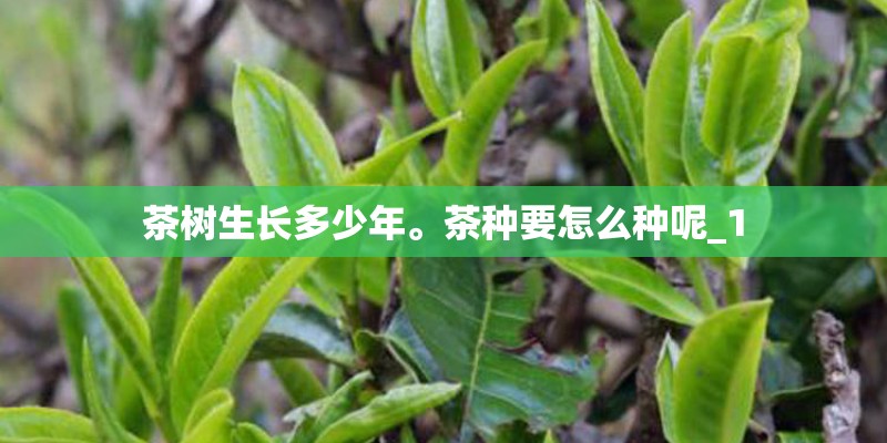 茶树生长多少年。茶种要怎么种呢_1