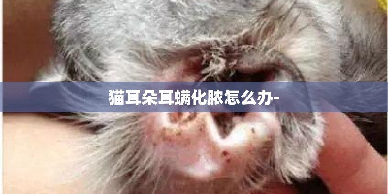 猫耳朵耳螨化脓怎么办-