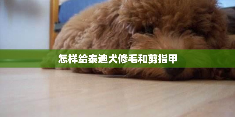 怎样给泰迪犬修毛和剪指甲