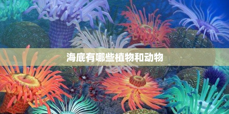 海底有哪些植物和动物