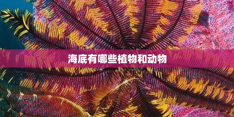 海底有哪些植物和动物
