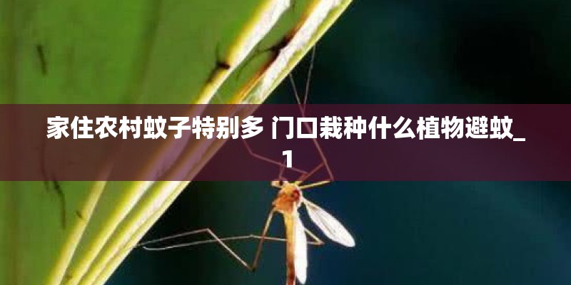 家住农村蚊子特别多 门口栽种什么植物避蚊_1