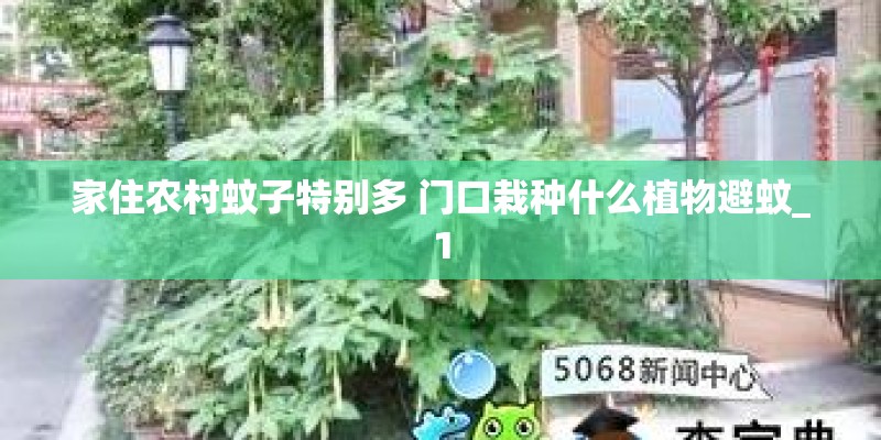 家住农村蚊子特别多 门口栽种什么植物避蚊_1