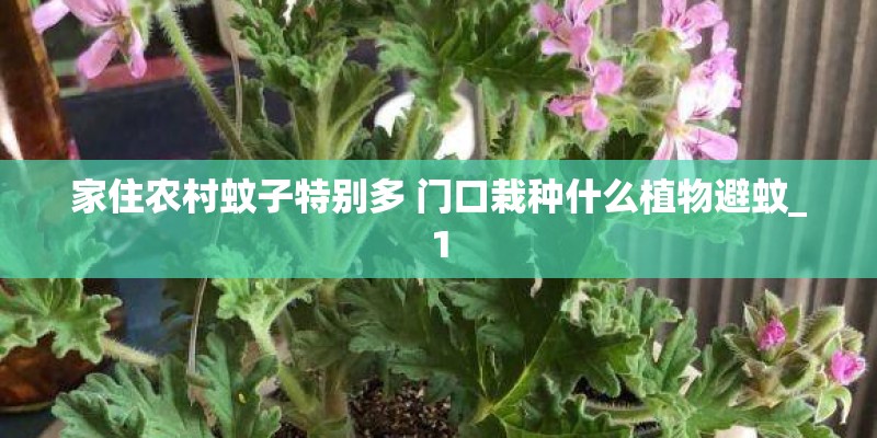 家住农村蚊子特别多 门口栽种什么植物避蚊_1