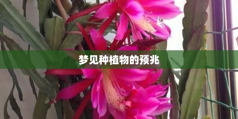 梦见种植物的预兆