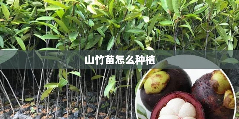 山竹苗怎么种植