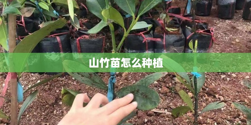 山竹苗怎么种植