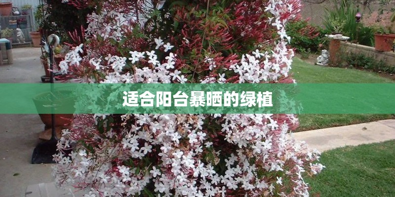 适合阳台暴晒的绿植