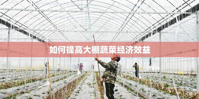 如何提高大棚蔬菜经济效益