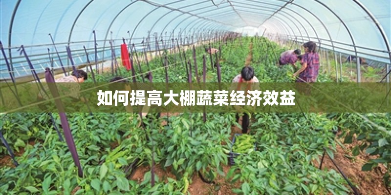 如何提高大棚蔬菜经济效益