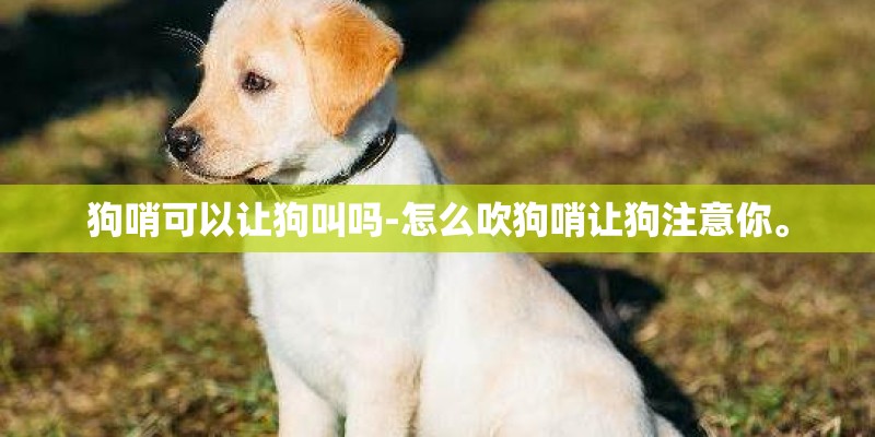 狗哨可以让狗叫吗-怎么吹狗哨让狗注意你。 狗哨可以让狗叫吗-怎么吹狗哨让狗注意你。