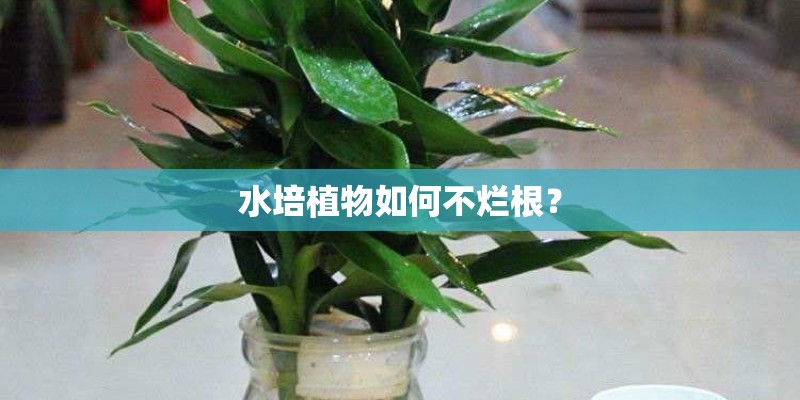 水培植物如何不烂根？
