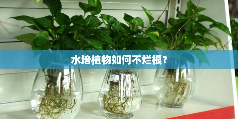 水培植物如何不烂根? 水培植物如何不烂根?