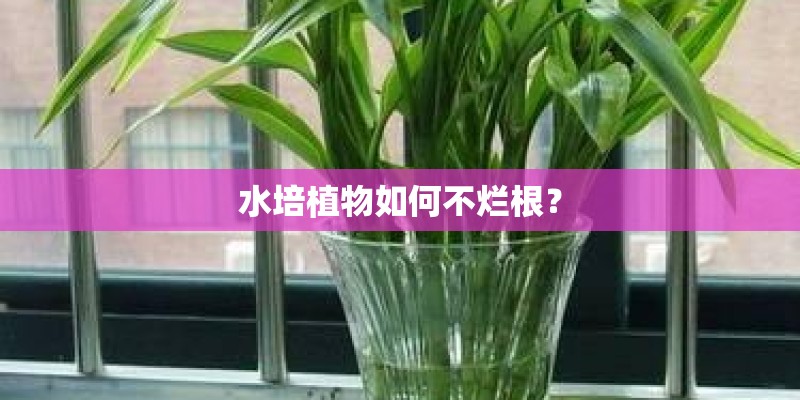 水培植物如何不烂根? 水培植物如何不烂根?