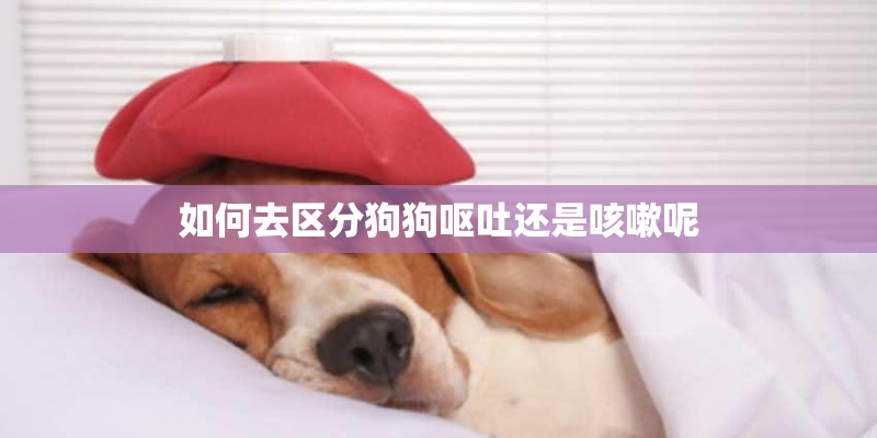 如何去区分狗狗呕吐还是咳嗽呢