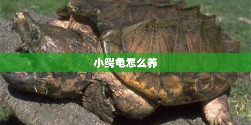 小鳄龟怎么养