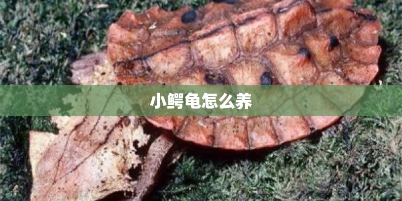 小鳄龟怎么养