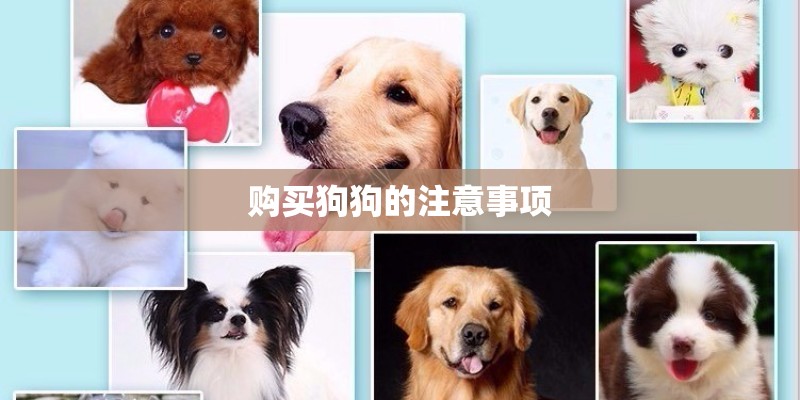 购买狗狗的注意事项