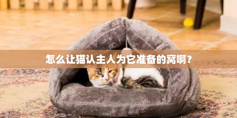 怎么让猫认主人为它准备的窝啊? 怎么让猫认主人为它准备的窝啊?