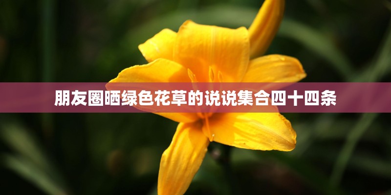 朋友圈晒绿色花草的说说集合四十四条