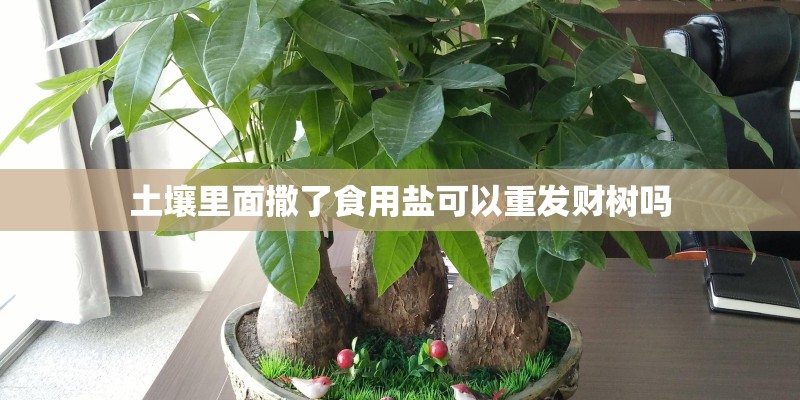 土壤里面撒了食用盐可以重发财树吗