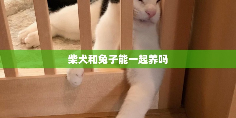 柴犬和兔子能一起养吗