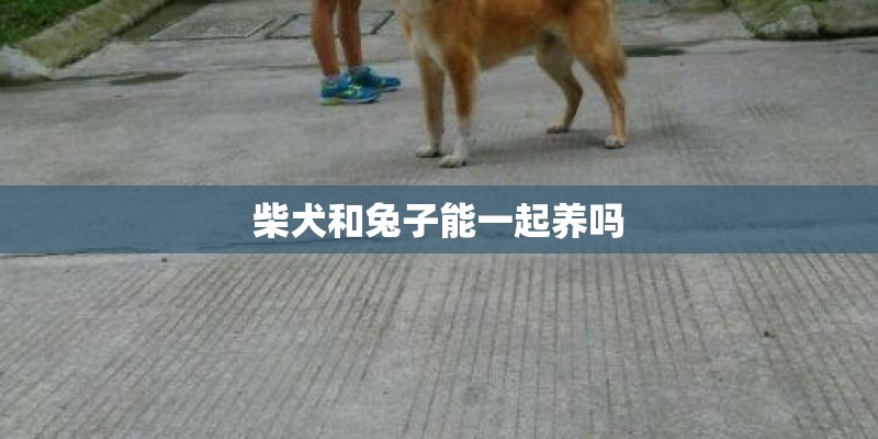 柴犬和兔子能一起养吗