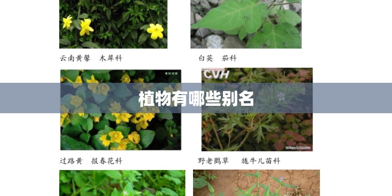 植物有哪些别名 植物有哪些别名