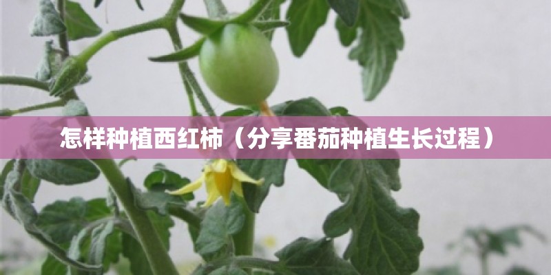 怎样种植西红柿（分享番茄种植生长过程）