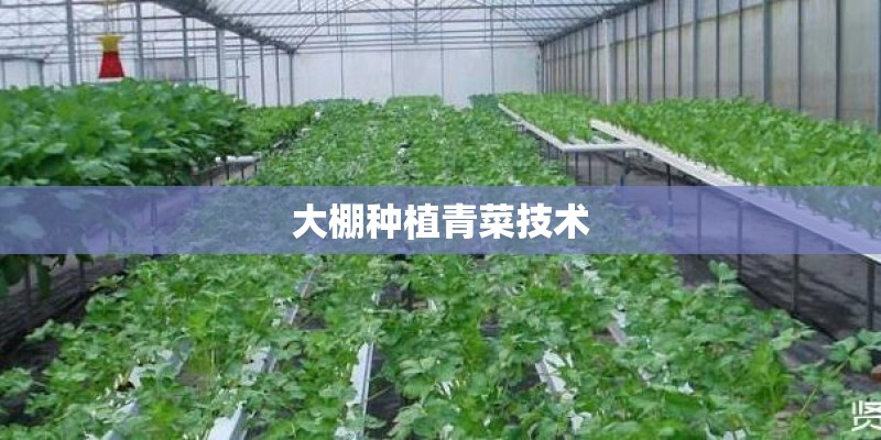 大棚种植青菜技术