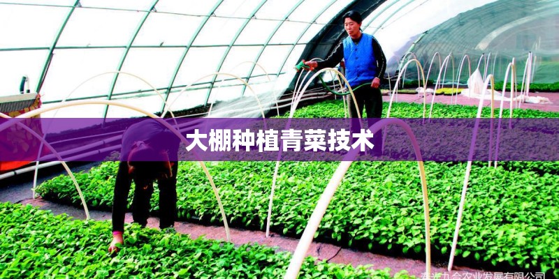 大棚种植青菜技术