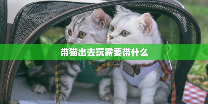 带猫出去玩需要带什么
