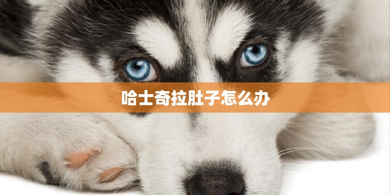 哈士奇拉肚子怎么办 哈士奇拉肚子怎么办