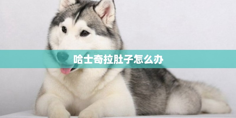 哈士奇拉肚子怎么办 哈士奇拉肚子怎么办