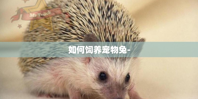 如何饲养宠物兔-