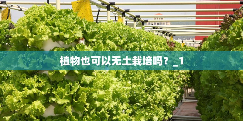 植物大战僵尸中有哪些植物_1