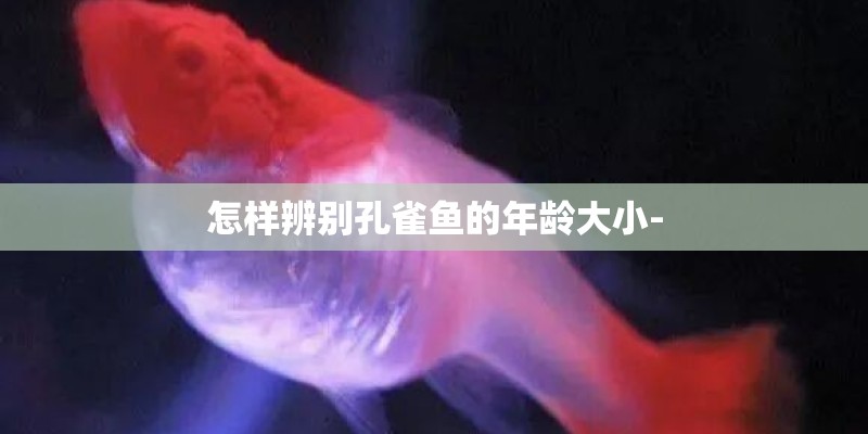 怎样辨别孔雀鱼的年龄大小-