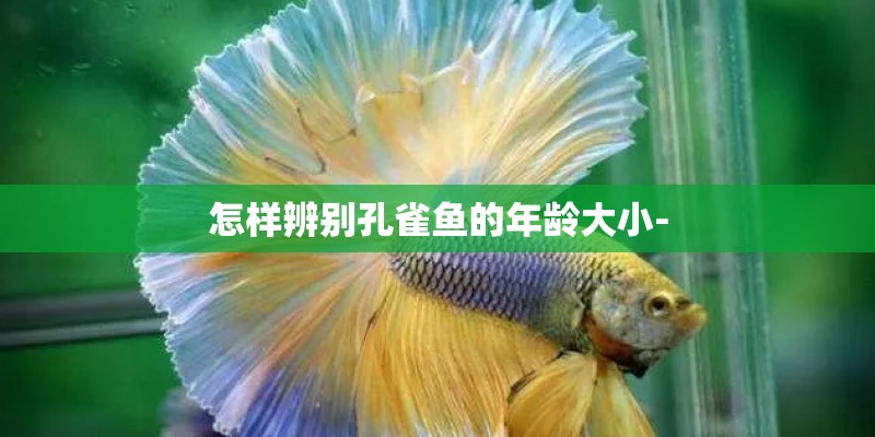怎样辨别孔雀鱼的年龄大小-