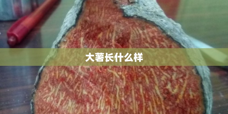 大薯长什么样