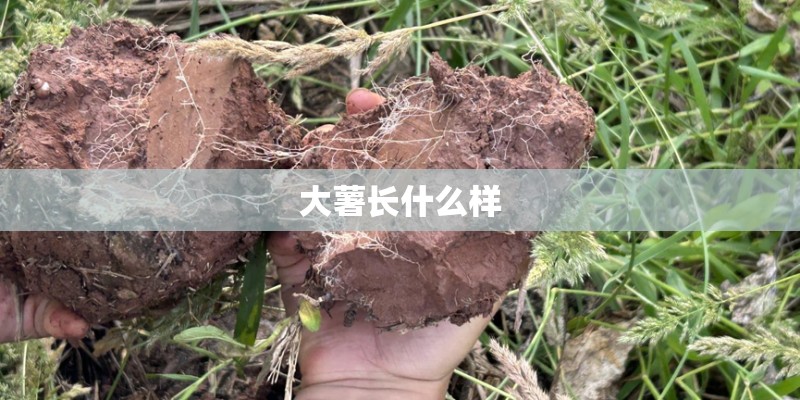 大薯长什么样