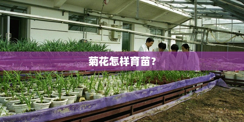菊花怎样育苗？