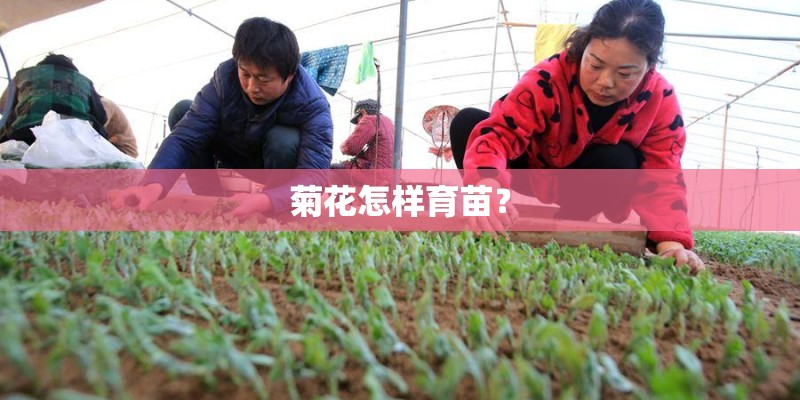 菊花怎样育苗？
