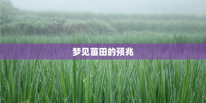 梦见苗田的预兆