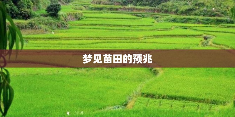 梦见苗田的预兆