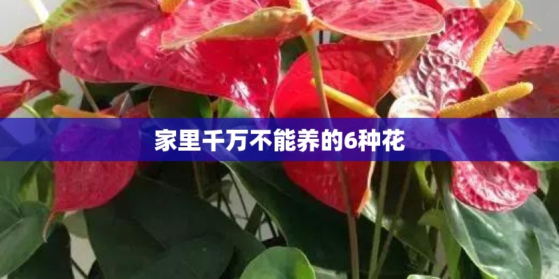家里千万不能养的6种花