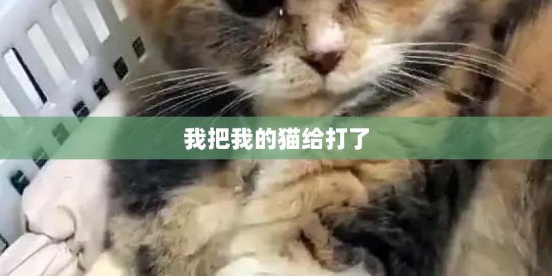 我把我的猫给打了